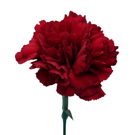 Zurigo Carnations (Burgundy) – Fresh Flower Bouquets