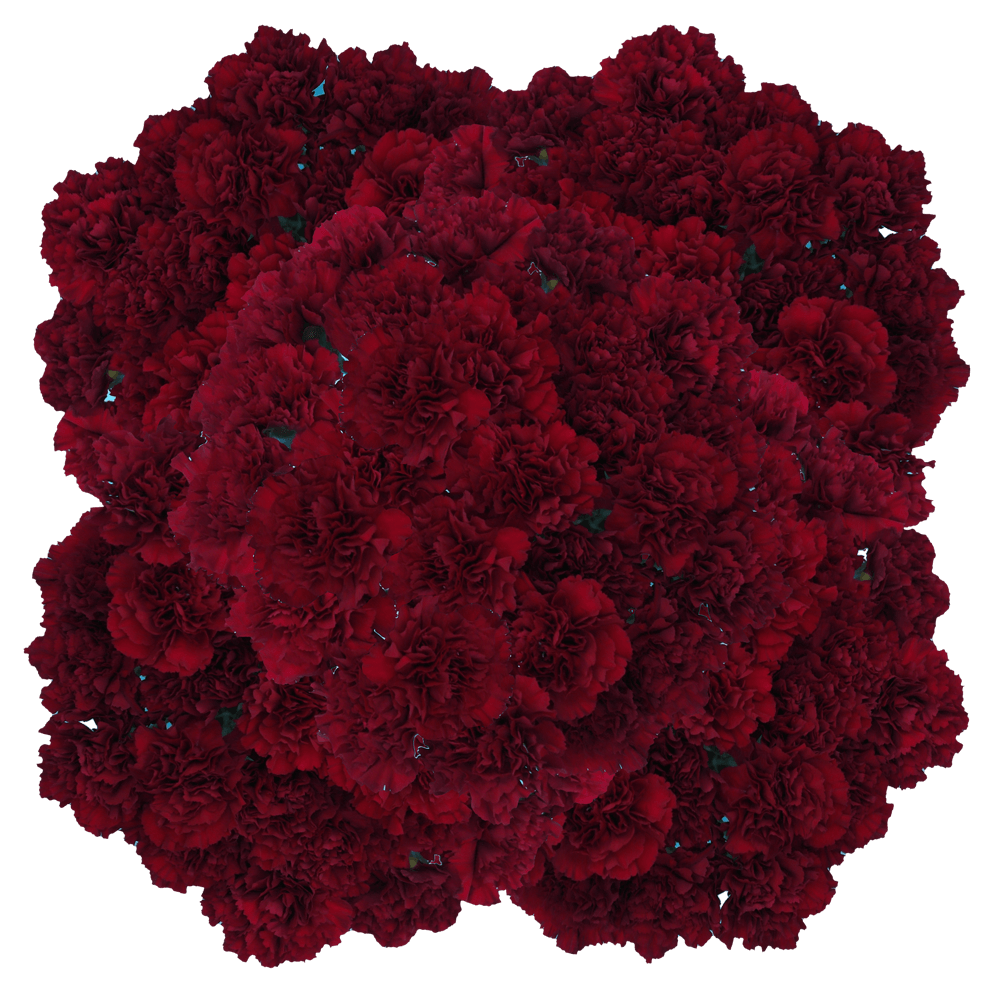 Zurigo Carnations (Burgundy) – Fresh Flower Bouquets