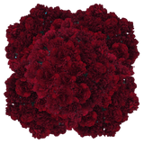 Zurigo Carnations (Burgundy) – Fresh Flower Bouquets