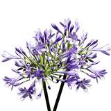 Blue Agapanthus Flowers for Events and Decor