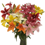 Mixed Asiatic Lilies Bright Color Fresh Flowers