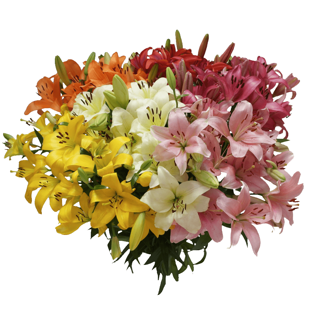 Mixed Asiatic Lilies Bright Color Fresh Flowers