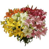 Mixed Asiatic Lilies Bright Color Fresh Flowers