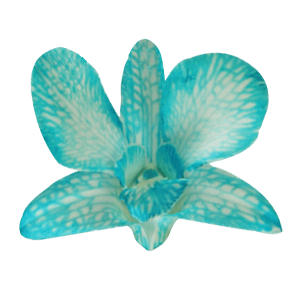Blue Big White Orchids Bunches – Fresh Cut Flowers