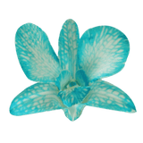 Blue Big White Orchids Bunches – Fresh Cut Flowers