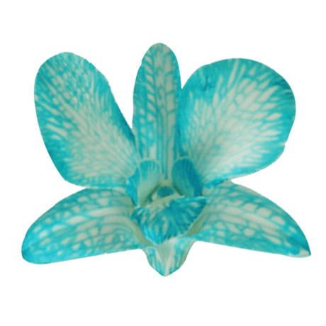 Blue Big White Orchids Bunches – Fresh Cut Flowers