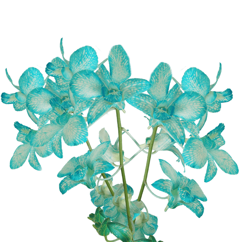 Blue Big White Orchids Bunches – Fresh Cut Flowers