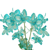 Blue Big White Orchids Bunches – Fresh Cut Flowers