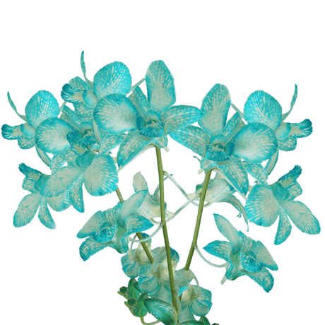 Blue Big White Orchids Bunches – Fresh Cut Flowers