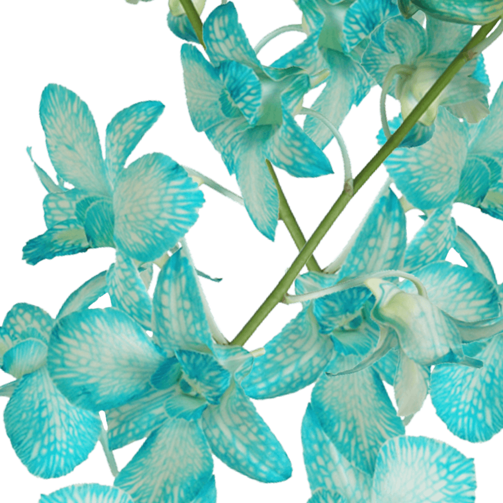 Blue Big White Orchids Bunches – Fresh Cut Flowers