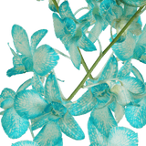 Blue Big White Orchids Bunches – Fresh Cut Flowers