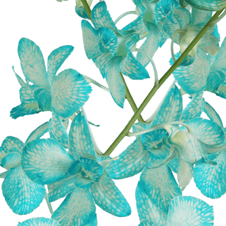 Blue Big White Orchids Bunches – Fresh Cut Flowers