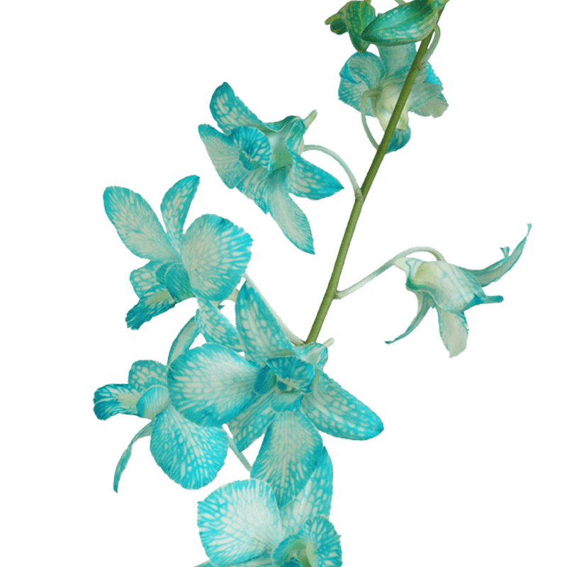 Blue Big White Orchids Bunches – Fresh Cut Flowers