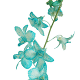 Blue Big White Orchids Bunches – Fresh Cut Flowers
