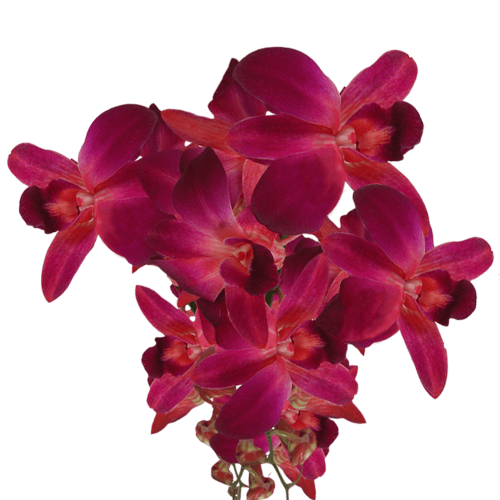 Purple and Red Sonia Orchids Bunches – Fresh Cut Flowers