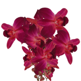 Purple and Red Sonia Orchids Bunches – Fresh Cut Flowers