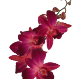 Purple and Red Sonia Orchids Bunches – Fresh Cut Flowers