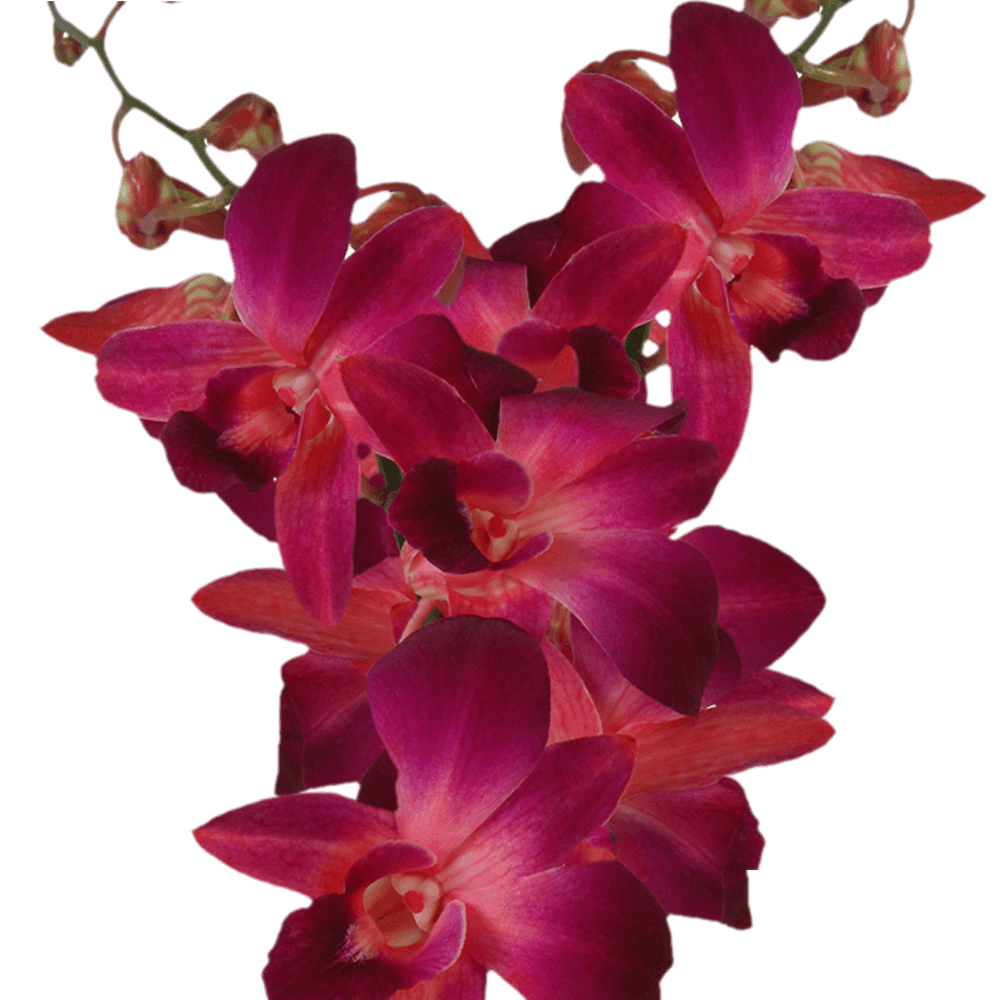 Purple and Red Sonia Orchids Bunches – Fresh Cut Flowers