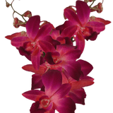 Purple and Red Sonia Orchids Bunches – Fresh Cut Flowers