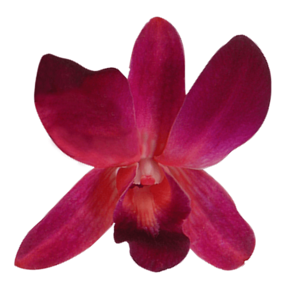 Purple and Red Sonia Orchids Bunches – Fresh Cut Flowers