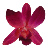 Purple and Red Sonia Orchids Bunches – Fresh Cut Flowers