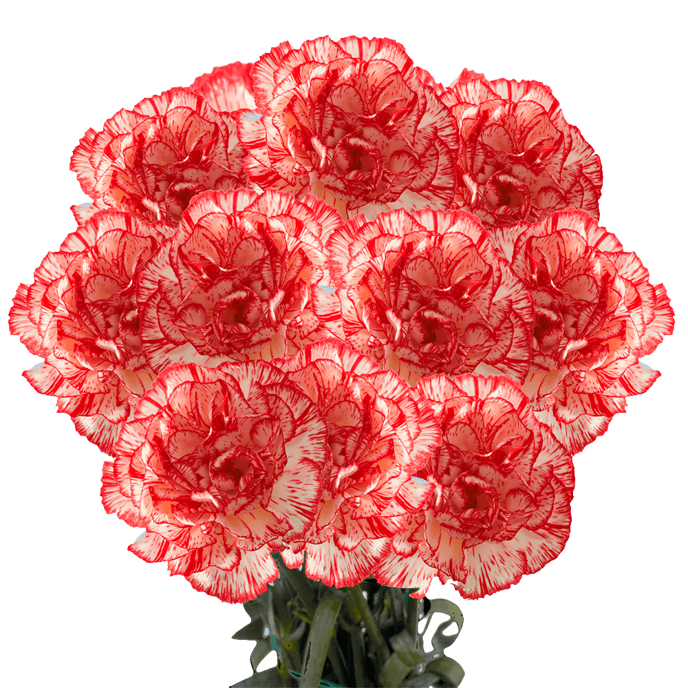 Peppermint Carnations – Festive Bi-Color Fresh Flower Bouquets