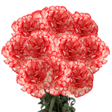 Peppermint Carnations – Festive Bi-Color Fresh Flower Bouquets