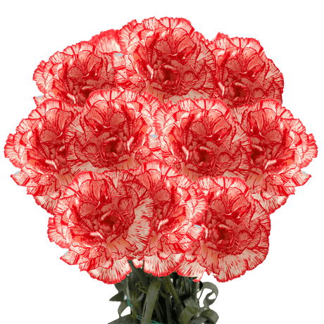Peppermint Carnations – Festive Bi-Color Fresh Flower Bouquets