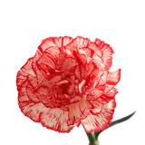 Peppermint Carnations – Festive Bi-Color Fresh Flower Bouquets