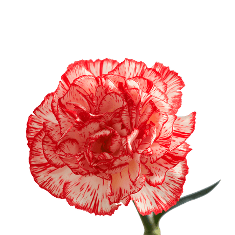 Peppermint Carnations – Festive Bi-Color Fresh Flower Bouquets