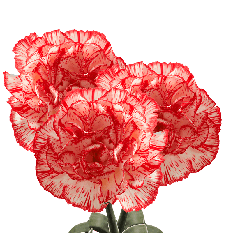 Peppermint Carnations – Festive Bi-Color Fresh Flower Bouquets