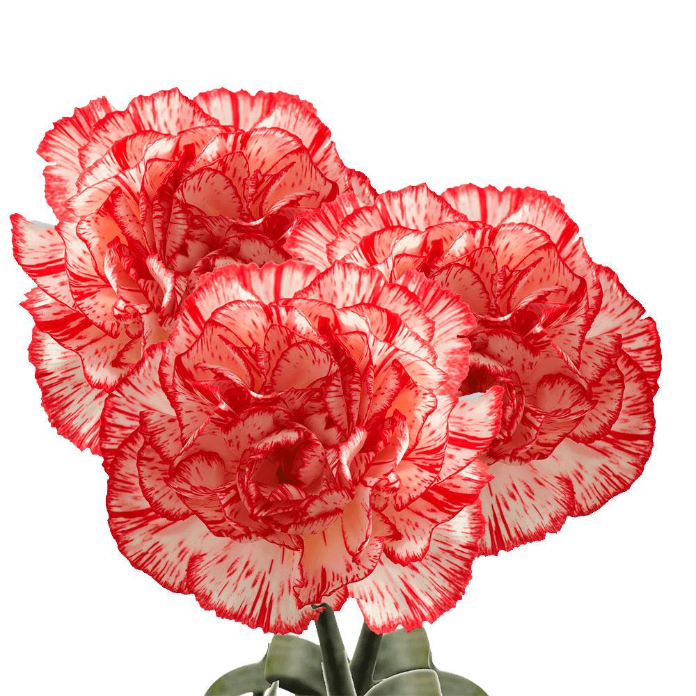 Peppermint Carnations – Festive Bi-Color Fresh Flower Bouquets