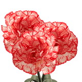 Peppermint Carnations – Festive Bi-Color Fresh Flower Bouquets
