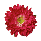 Red Aster Matsumoto Flowers Fresh Cut Wholesale Daisy Blooms Bulk 100 Stems