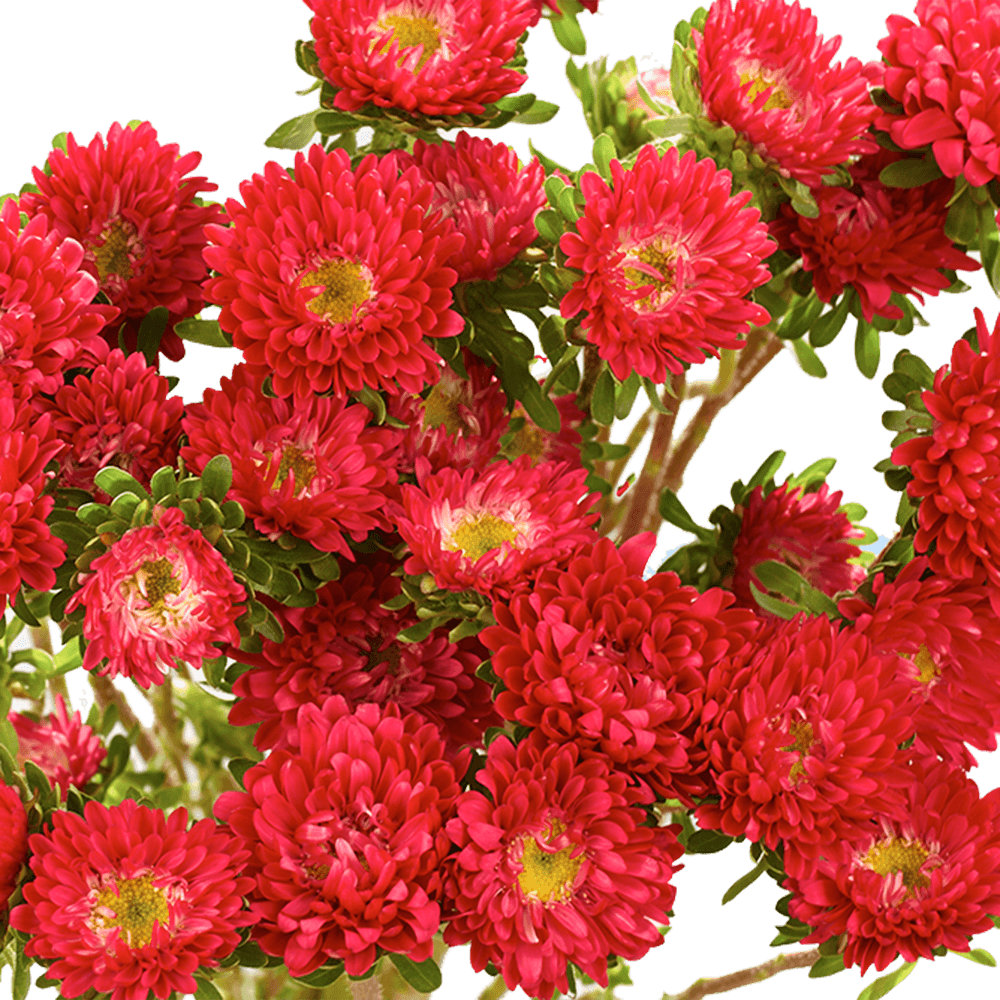 Red Aster Matsumoto Flowers Fresh Cut Wholesale Daisy Blooms Bulk 100 Stems