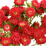 Red Aster Matsumoto Flowers Fresh Cut Wholesale Daisy Blooms Bulk 100 Stems
