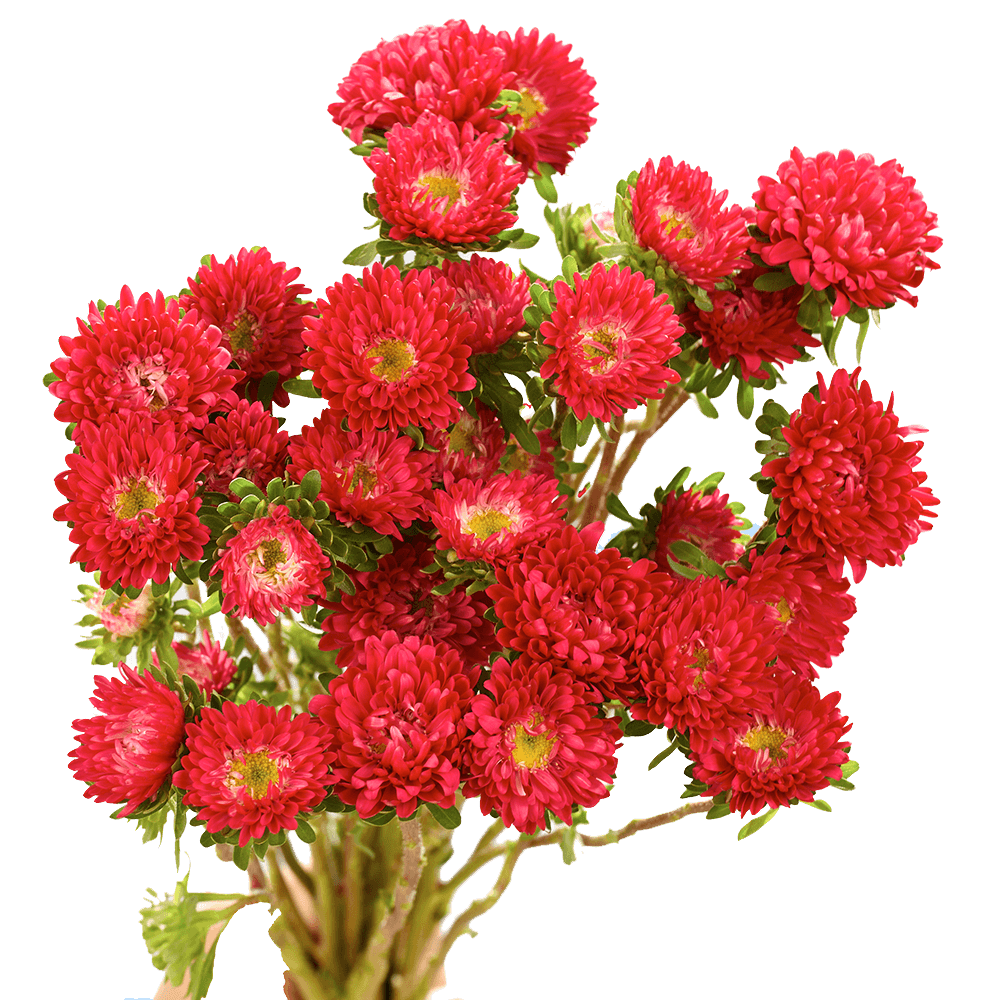 Red Aster Matsumoto Flowers Fresh Cut Wholesale Daisy Blooms Bulk 100 Stems