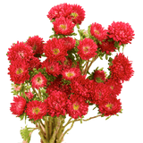 Red Aster Matsumoto Flowers Fresh Cut Wholesale Daisy Blooms Bulk 100 Stems