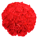 Red Carnations – Premium Fresh Cut Flower Bouquets