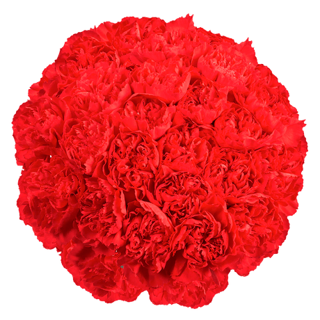 Red Carnations – Premium Fresh Cut Flower Bouquets