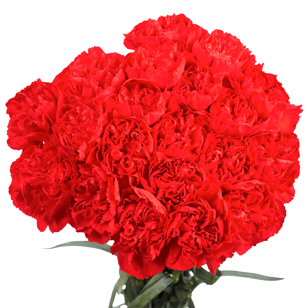Red Carnations – Premium Fresh Cut Flower Bouquets