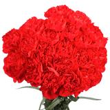 Red Carnations – Premium Fresh Cut Flower Bouquets