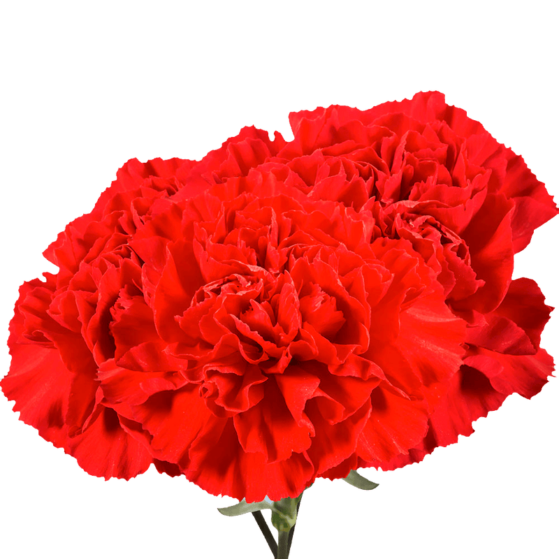 Red Carnations – Premium Fresh Cut Flower Bouquets