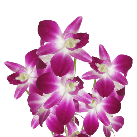 Sonia Orchids Burgundy and White Bunches – Fresh Cut Flowers