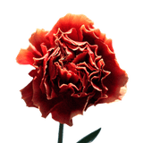 Bi-Color Carnations Fresh Flower Bouquets