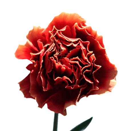 Bi-Color Carnations Fresh Flower Bouquets