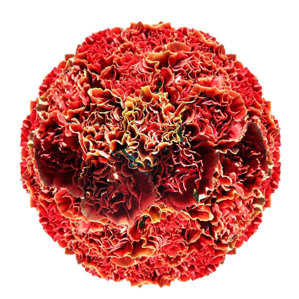 Bi-Color Carnations Fresh Flower Bouquets