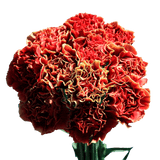 Bi-Color Carnations Fresh Flower Bouquets