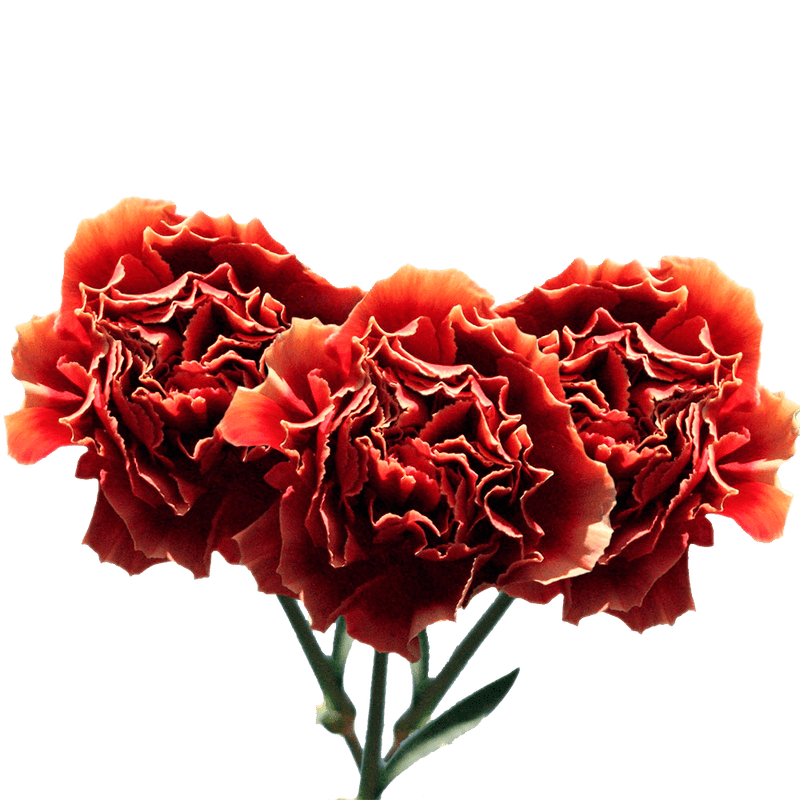 Bi-Color Carnations Fresh Flower Bouquets