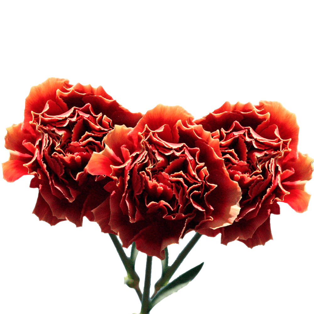 Bi-Color Carnations Fresh Flower Bouquets